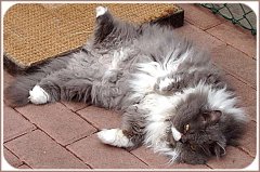 Gatti (72)